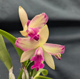 Ctt. Jose's Pride (5"p) <br> (Lc. Gold Digger 'Orchid Jungle' x  Lc. Straight Answer 'No Questions')