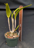 Ctt. Jose's Pride (5"p) <br> (Lc. Gold Digger 'Orchid Jungle' x  Lc. Straight Answer 'No Questions')