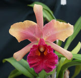 Blc. Graf's Sunset (5"p)