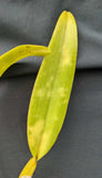Blc. Graf's Sunset (5"p)