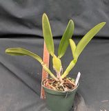 C. gaskelliana coerulea (6"p)