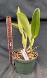 C. gaskelliana coerulea (6"p)