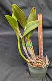 Blc. Graf's Epico  (6"p)<br>(Blc. Arom Gold x Graf's Original)