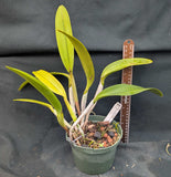 Blc. Graf's Epico  (6"p)<br>(Blc. Arom Gold x Graf's Original)