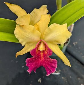 Blc. Graf's Epico  (6"p)<br>(Blc. Arom Gold x Graf's Original)