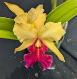 Blc. Graf's Epico  (6"p)<br>(Blc. Arom Gold x Graf's Original)