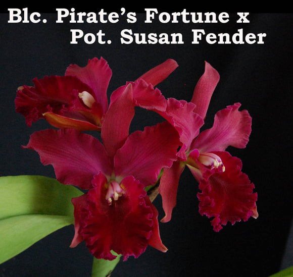 Rlc. Graf's Poema (6