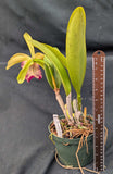 Blc. Graf's Encanto (6"p)<br>(Young Kong x Mem. Helen Brown)