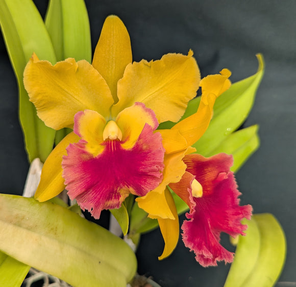 Rlc. Marie Spirit (5