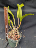 Rchg. Chichiriviche Sunset (5"p)