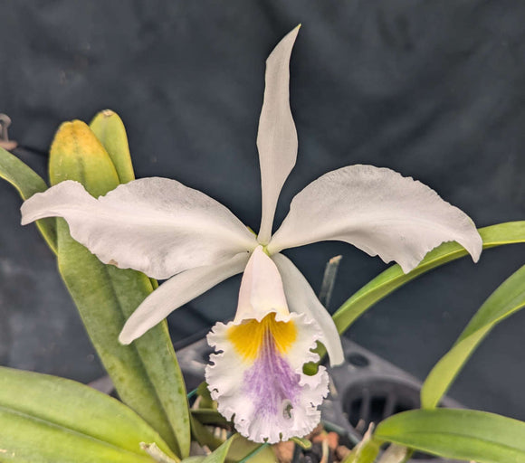 Cattleya Intertexta coerulea(6