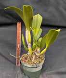 Recchara Andres Romero (6"p)<br> (Blc. Goldenzelle 'Lemon Chiffon' x Recc. Graf's Siesta)