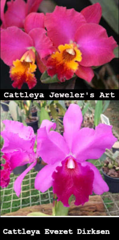 Rlc. Graf's Poesia (6