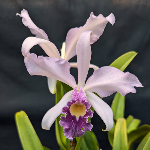Lc. Canhamiana coerulea (5