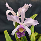 Lc. Canhamiana coerulea (5"p) <br> (Lc. Canhamiana coerulea 'Cobalt' x self)