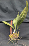 Bifrenaria tetragona x Rudolphiella picta  (4"p)