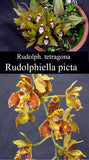 Bifrenaria tetragona x Rudolphiella picta  (4"p)