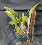 Blc. Pot Hisako Akatsuka VQ 'Volcano Queen' (5.5"p)