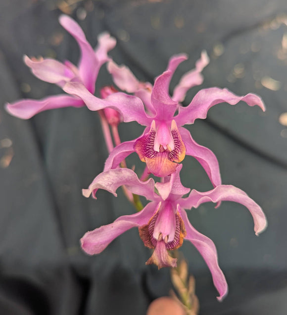 Schom. Ratina x Myc. Janices Joy (5