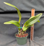 Recchara Karin Graf (5"p)<br>(Blc. King of Taiwan x Schom. splendida)