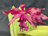 Recchara Graf's Cacao (6"p) <br>(Blc. Chunyeah x Schom. splendida)