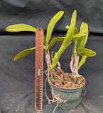 Recchara Graf's Cacao (6"p) <br>(Blc. Chunyeah x Schom. splendida)
