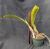 Hbtra. Taina Elegante (5"p) <br>(Lc. Helen Veliz x Schom. undulata)