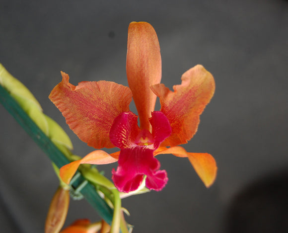 Hbtra. Taina Elegante (5