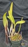 Blc. Taiwan Queen 'Orchis' (6" pot) <br> Meristem