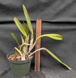 Pot. Hwa Yuan Gold 'YK#2' (6" pot) <br> Meristem
