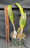 Potinara Nancy Gilmore (5"p) <br>  (Pot Mary Ellen Carter x Pot Frank Gilmore)