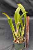 Potinara Nancy Gilmore (5"p) <br>  (Pot Mary Hellen Carter x Pot Frank Gilmore)