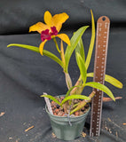 Blc. Graf's Vision (5"p)<br> (Blc. Graf's Chiquita x Lc. Gold Digger)