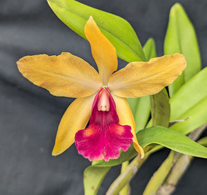 Blc. Graf's Vision (6"p)<br> (Blc. Graf's Chiquita x Lc. Gold Digger)
