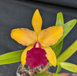 Blc. Graf's Vision (5"p)<br> (Blc. Graf's Chiquita x Lc. Gold Digger)
