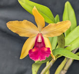 Blc. Graf's Vision (6"p)<br> (Blc. Graf's Chiquita x Lc. Gold Digger)