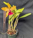 Blc. Graf's Vision (6"p)<br> (Blc. Graf's Chiquita x Lc. Gold Digger)
