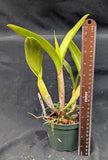 Rlc. Marie Spirit (5"p) From seed<br>Blc. (Young Kong x Chunyeah)