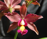 Recchara Los Roques (5"p) <br>(Blc. Yorktown x Sch. Veronica Romero)