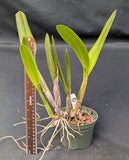 Recchara Los Roques (5"p) <br>(Blc. Yorktown x Sch. Veronica Romero)