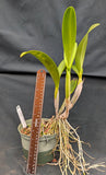 Recchara Los Roques (6"p) <br>(Blc. Yorktown x Sch. Veronica Romero)