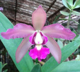 Recchara Los Roques (5"p) <br>(Blc. Yorktown x Sch. Veronica Romero)