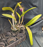 Blc. Graf's Yokoima Overgrown in an 6" pot <br>(Blc. Mem Helen Brown x Sch. superbiens)