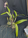 Blc. Graf's Yokoima Overgrown in an 6" pot <br>(Blc. Mem Helen Brown x Sch. superbiens)