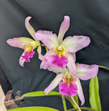 Blc. Graf's Yokoima Overgrown in an 6" pot <br>(Blc. Mem Helen Brown x Sch. superbiens)
