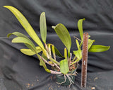 Potinara Oripoto's Surprise x Schom. undulata alba (6"p)