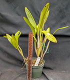 Lyonara Graf's Atardecer (Lc. Trick or Treat x Sch undulata) (6"p)