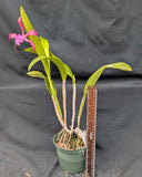 Recchara Playa Chuspa (6" p) <br>(Blc. Copper Queen x Sch. rosea)