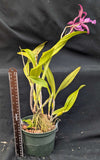 Recchara Playa Chuspa (6" p) <br>(Blc. Copper Queen x Sch. rosea)