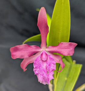 Recchara Playa Chuspa (6" p) <br>(Blc. Copper Queen x Sch. rosea)